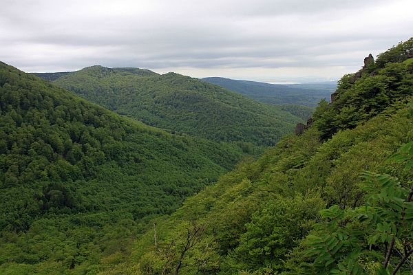 Národní přírodní rezervace Jizerskohorské bučiny.
