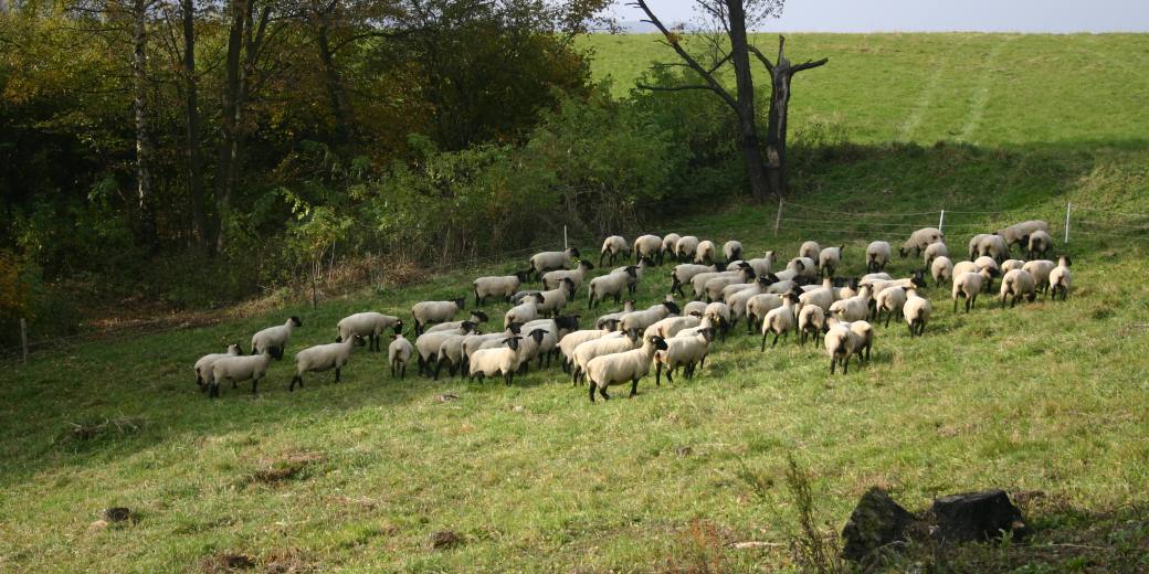 Pastva oveček na louce.