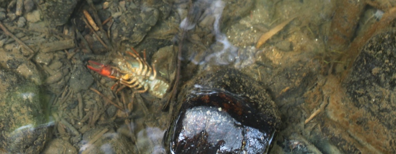 Pohled na v řece ležícího mrtvého raka nakaženého račím morem.