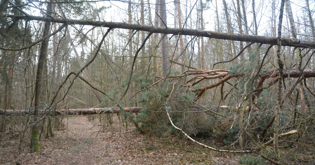 Stezka Drbákov se spadlým stromem.