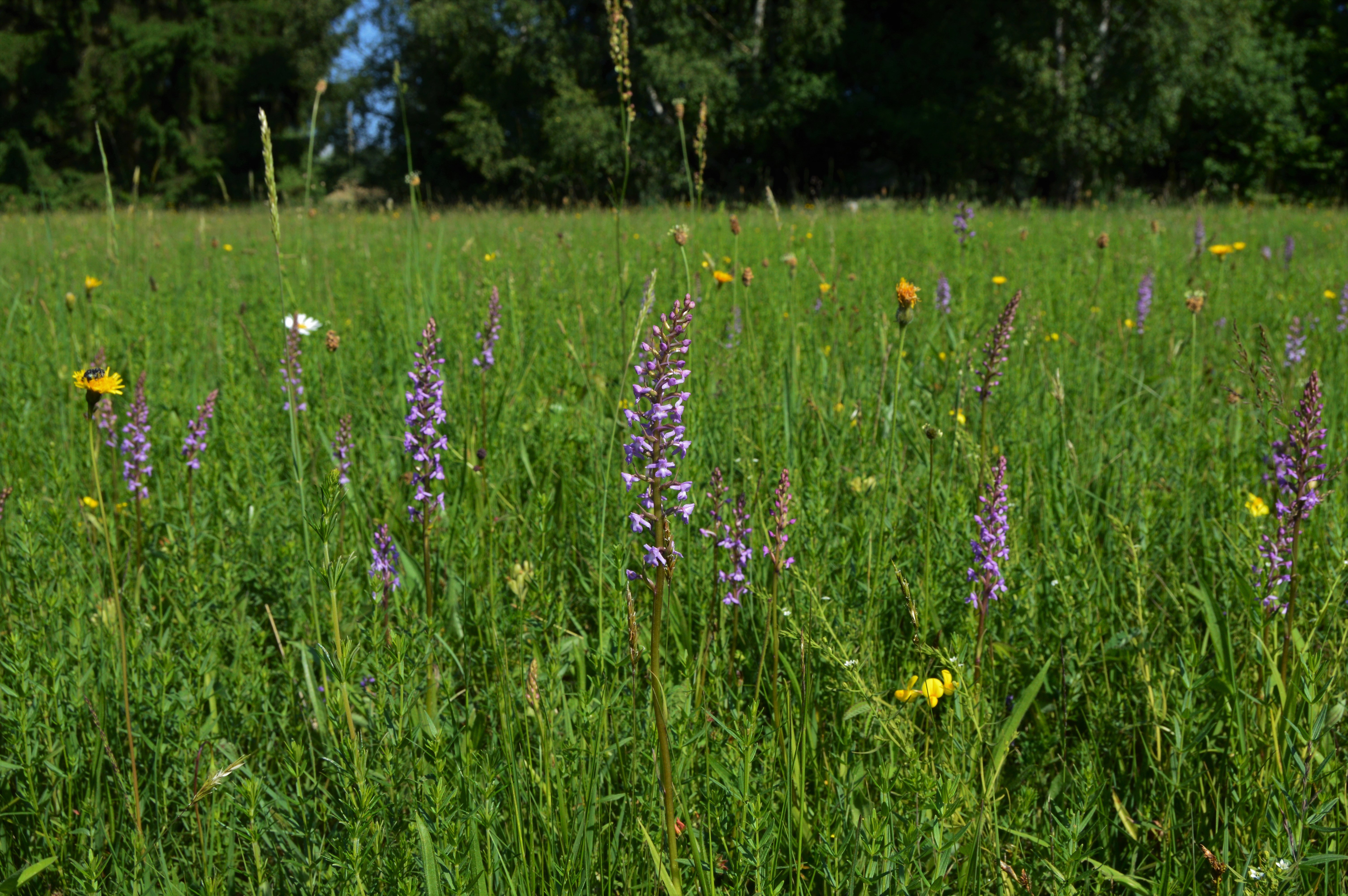 fialové květy orchideje pětiprstky žežulníku 