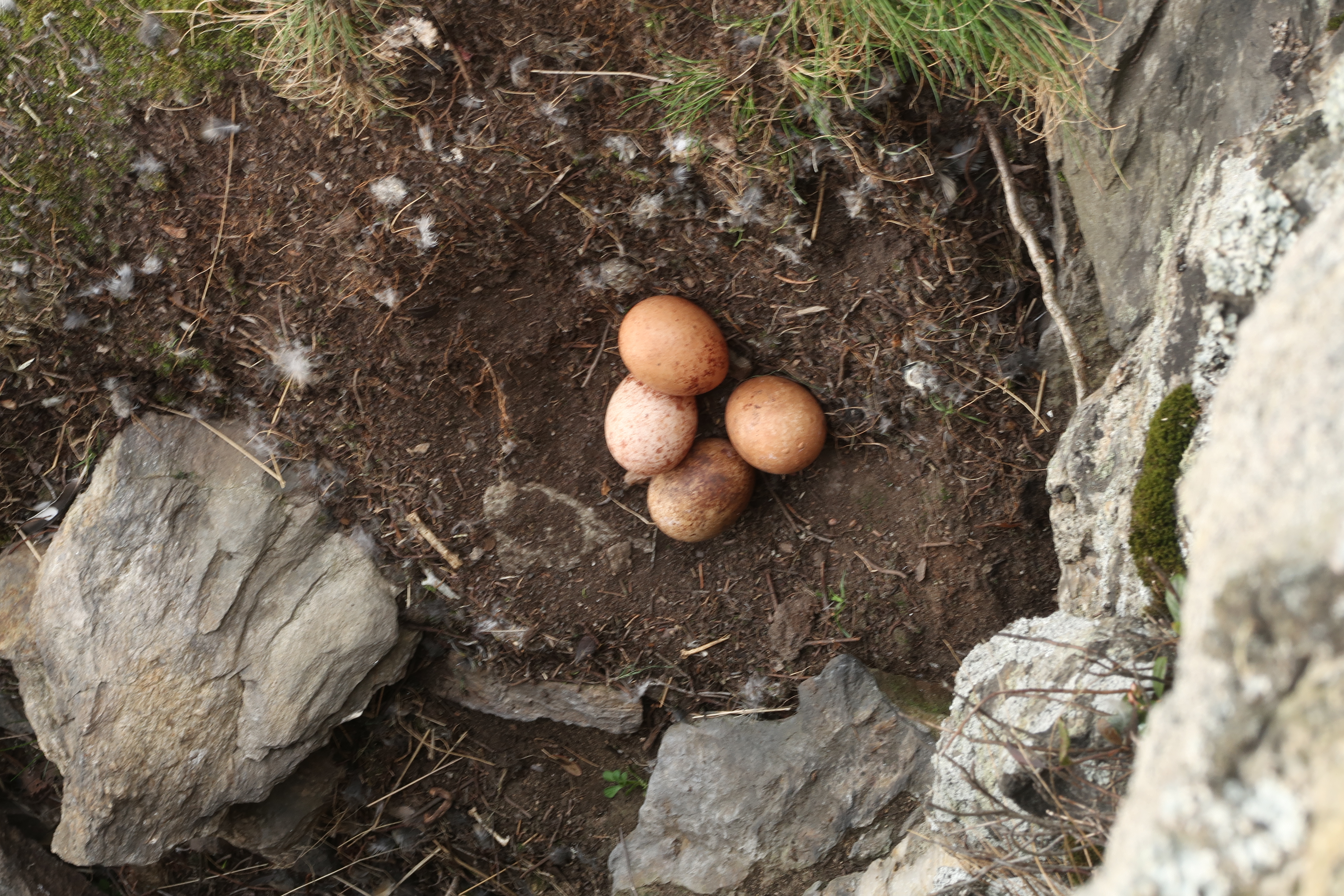 Sokolí snůška obsahuje nejčastěji 4 vejce.