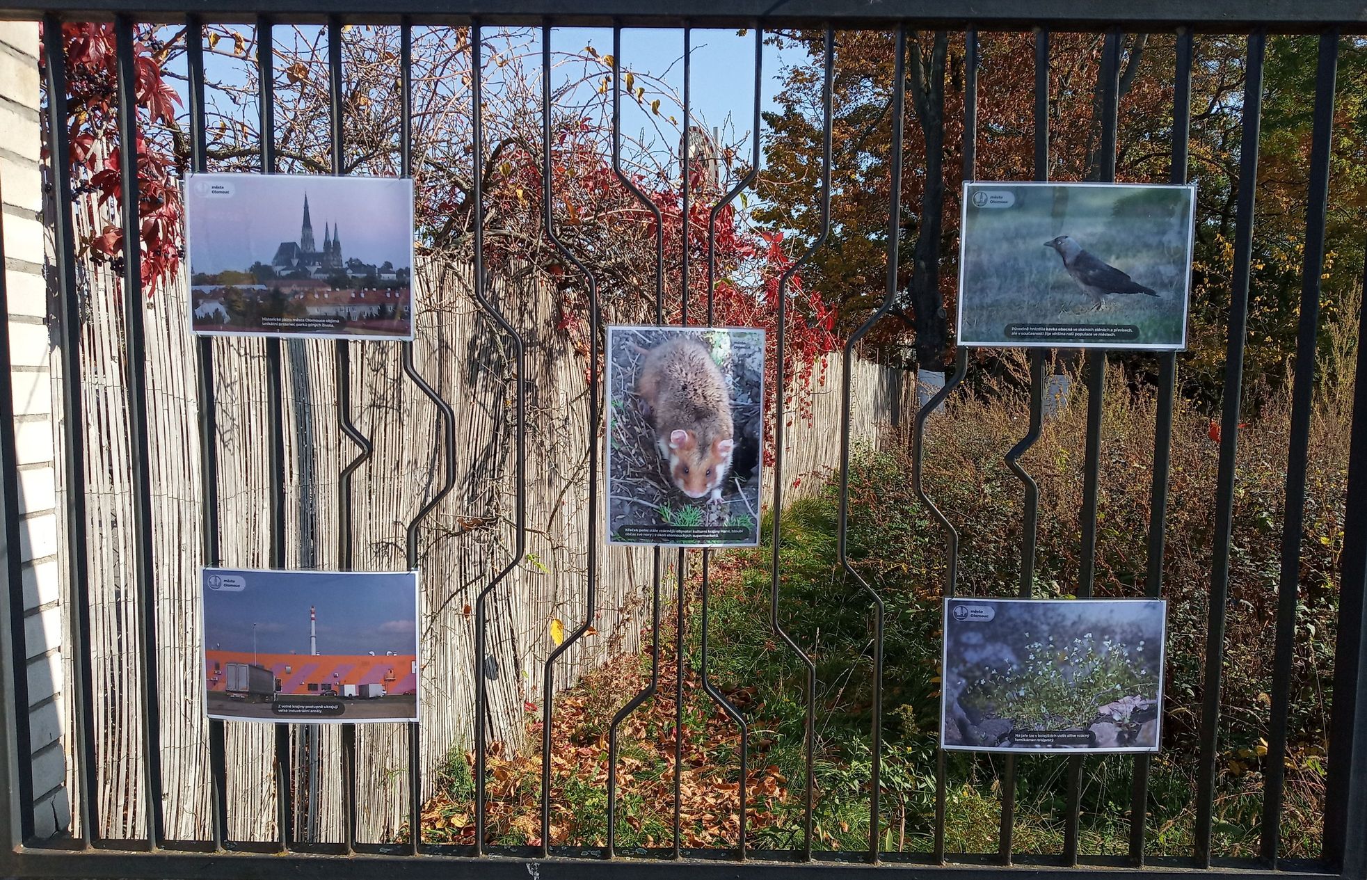 Výstava na plotě.