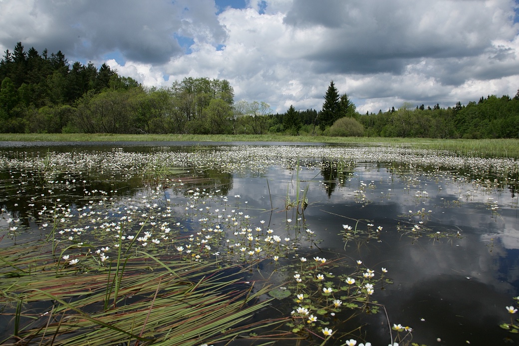 Hladina rybníka Hubský je začátkem léta pokrytá porostem lakušníků.