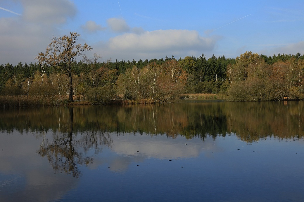 Trpišovský rybník ve Slavická oboře