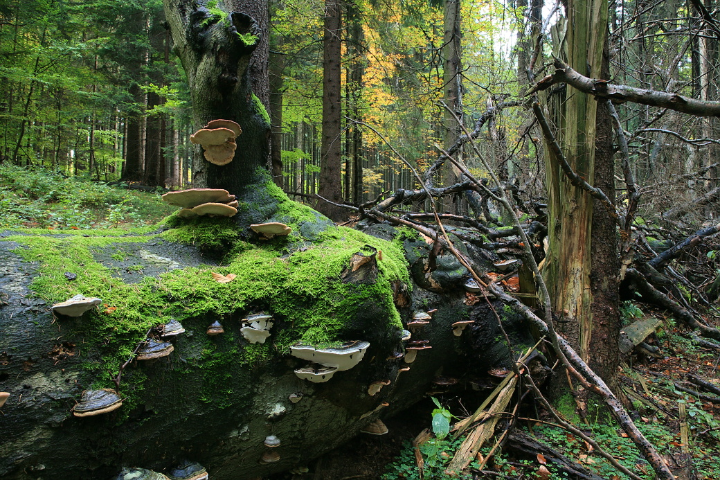 Nejstarší Jedlobučina v Železných horách je v přírodní rezervaci Polom.