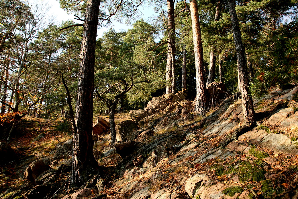 eliktní bory na skalních výchozech  přírodní rezervace Strádovské peklo.