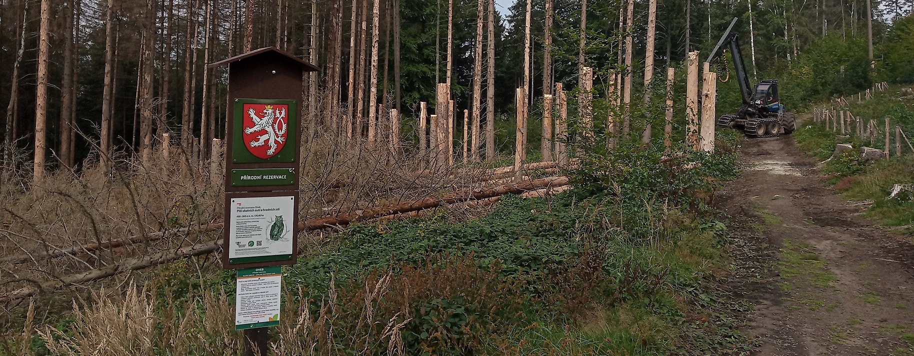 Pro turisty bezpečné ponechávání dřeva v lese po kalamitě je možné