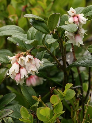 brusnice brusinka - květ