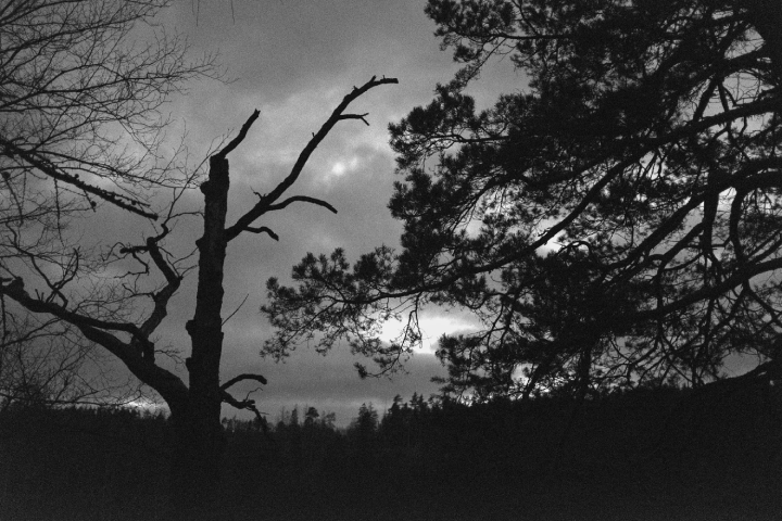 Noční siluety stromů na Strádově